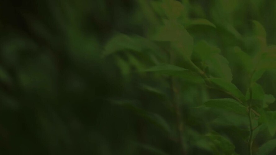 Kompozice o přírodě