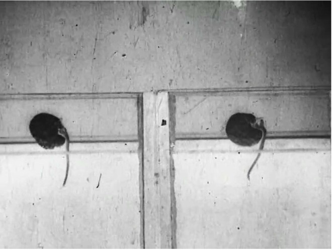 Filmové studie netýkavky, vikve, tulipánu, citlivky a stužkovce