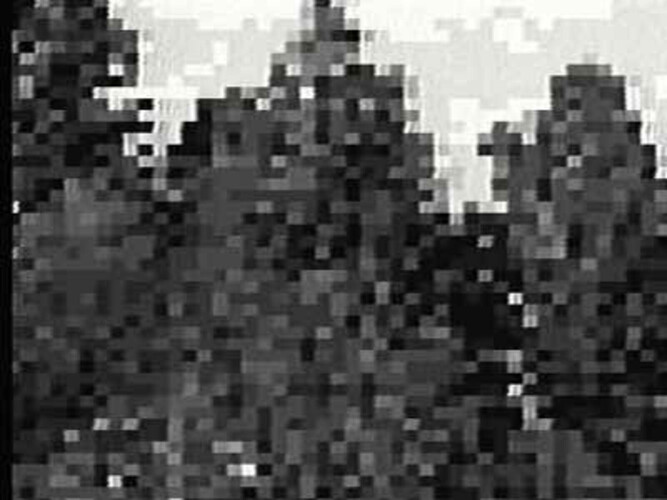 Vybrané střihy stromů