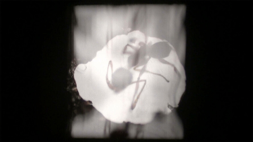 ANTFILM