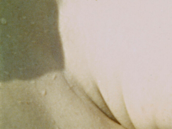 Lucina Annulata