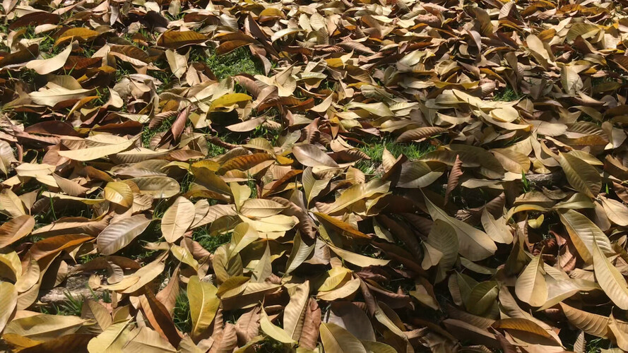 Fragmenty pro Céline