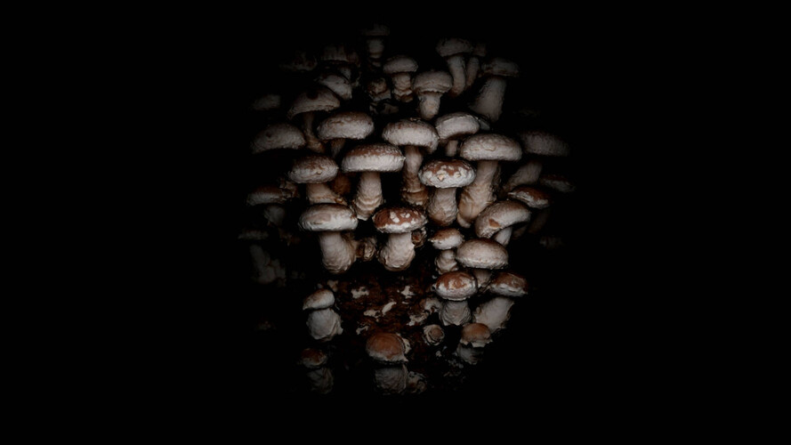 FUNGUS