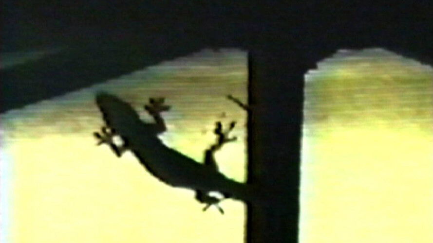 Ještěrka aneb Jak vystupovat před plazem