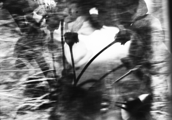 Sojka, modrásek a drozd