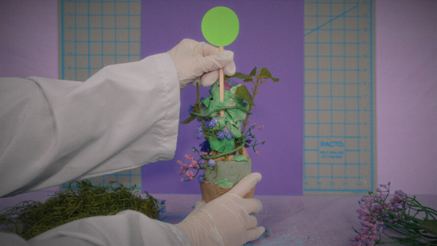 Šeřík jménem Slečna Kim