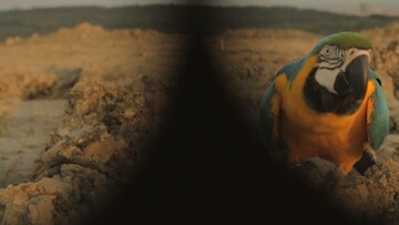 Kecáš, kecáš, to je všecko, co umíš. Řekl Zelenina.