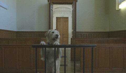 Mají zvířata práva?