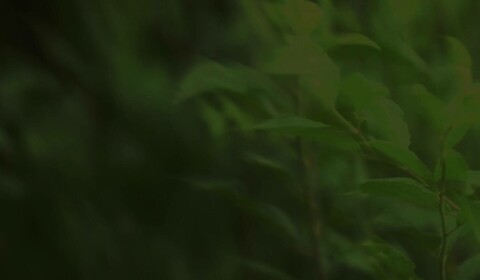 Kompozice o přírodě