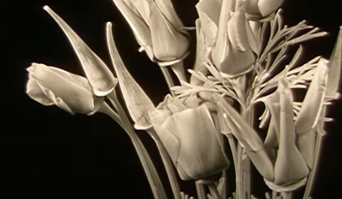 Kvetoucí květiny a pohyby rostlin