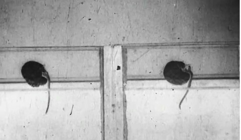 Filmové studie netýkavky, vikve, tulipánu, citlivky a stužkovce