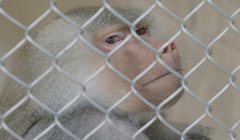 Cesta kolem domova za 60 dní