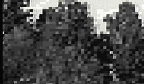 Vybrané střihy stromů