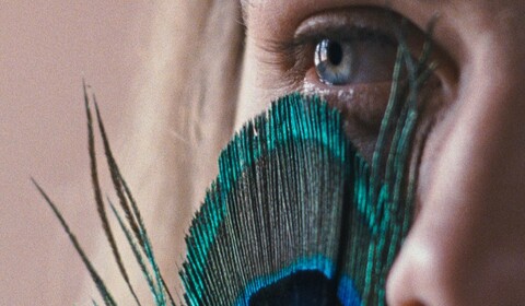 Metamorfóza ptáků