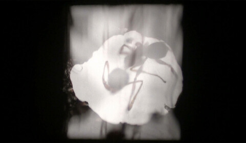 ANTFILM