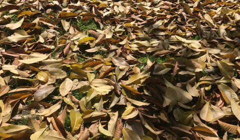 Fragmenty pro Céline