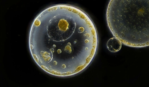 Planktonium