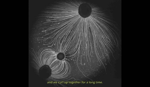 Láska mikroskopická