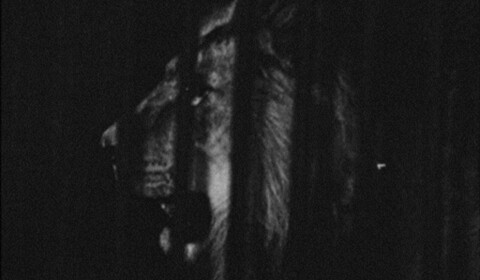 Marguerite Duras u lvů