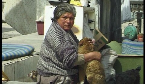 Ve městě je hodně psů