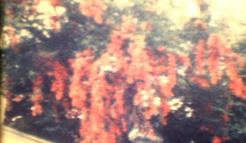 ei: vzpomínka na můj sladký domov