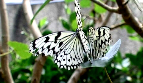 Brouk královský dobývá Tokio