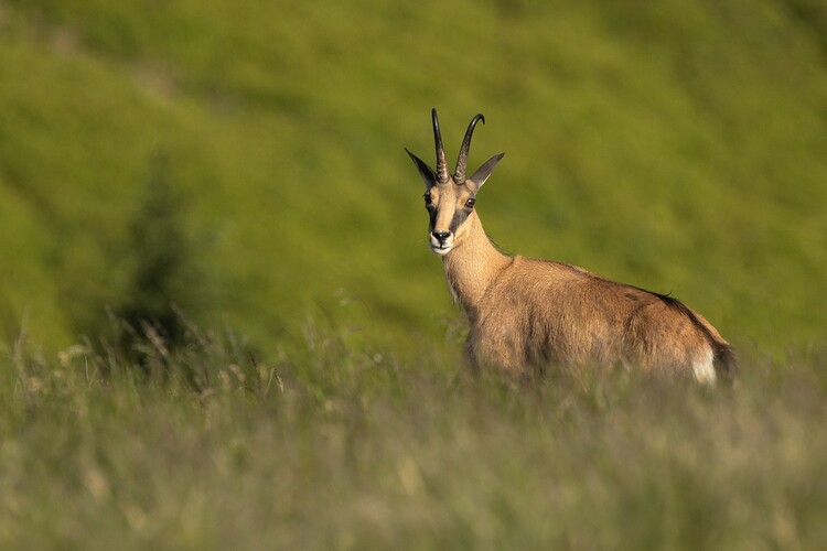 CDF uvádí: Jeseníky - království horské divočiny